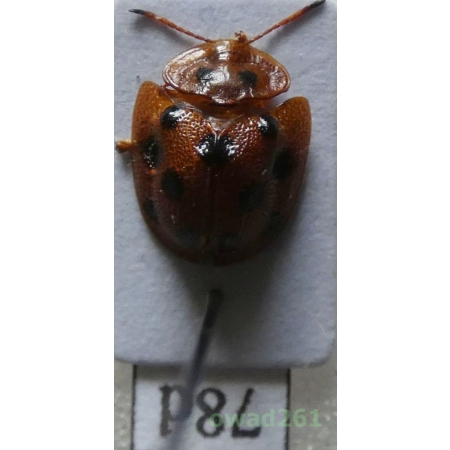 Cassidae sp. Philippines78d